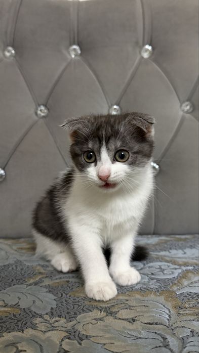 Вислоухий котенок