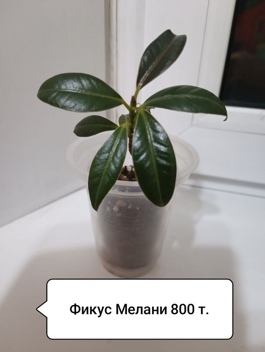 Продаю цветы комнатные