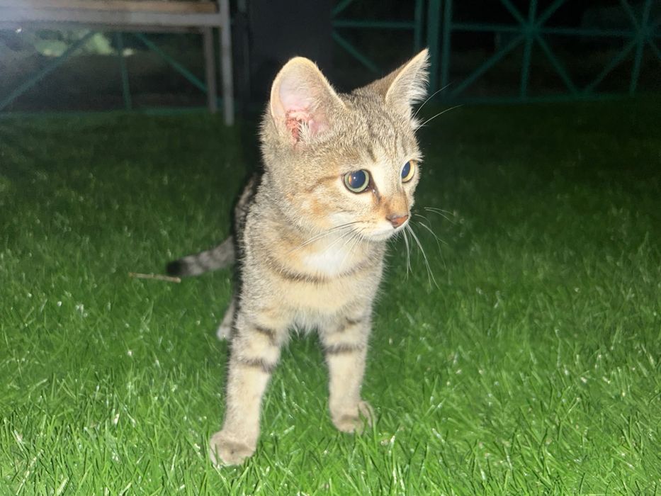 Котенок отдам даром