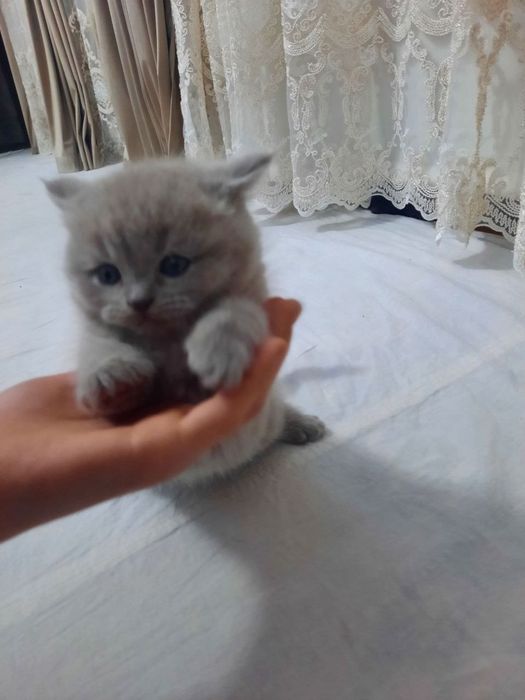 Mushuk Scottish fold va straid