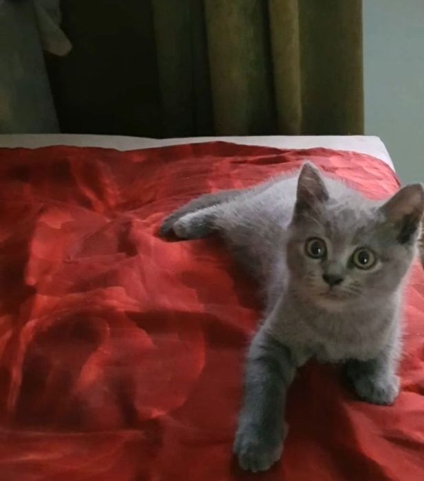 Шикарные котяьа, девочки голубого окраса