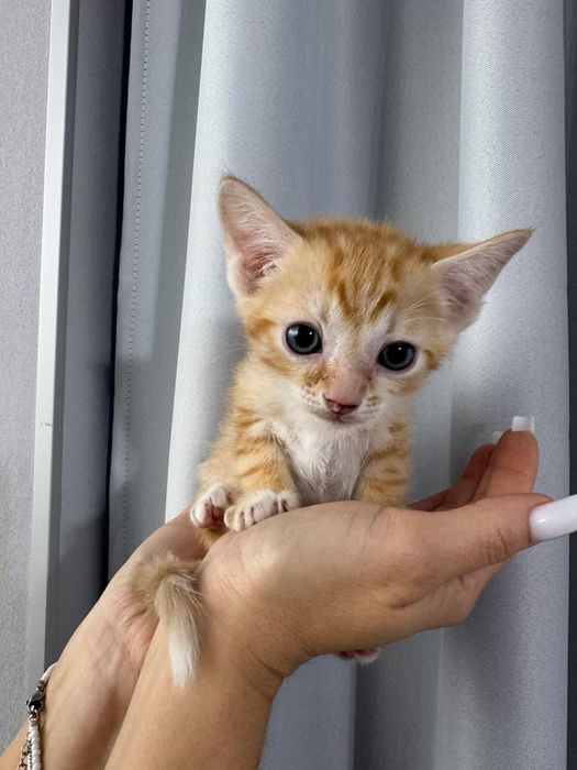 Продажа Сфинксов