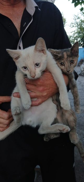 животные котята крысыловы