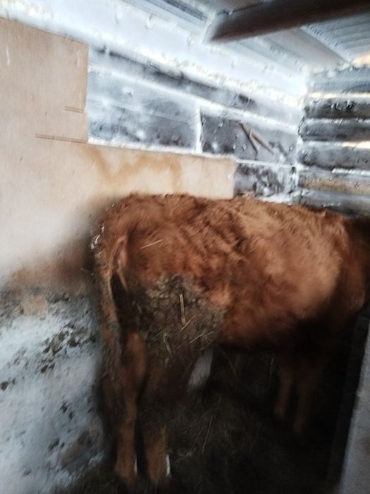 Продам телку на доращивание