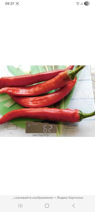 Рассада перца  острый