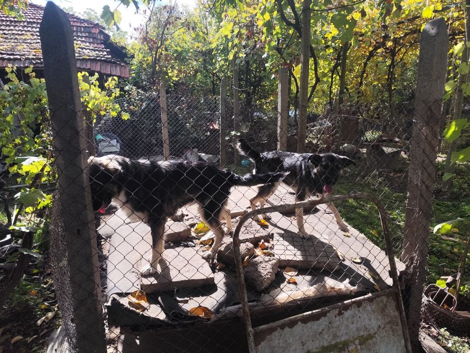 Подаряваме кученца