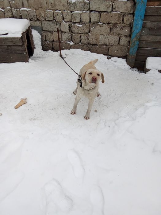 Собака.порода лабродор-ретривер.