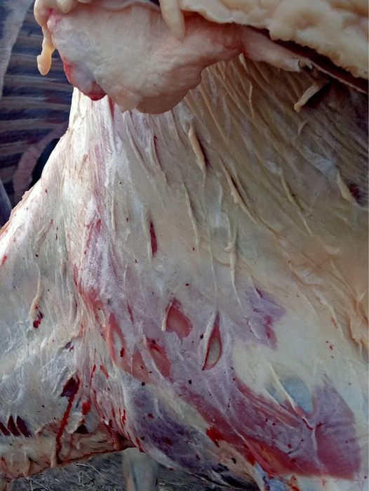 Продаются лошади (согым)