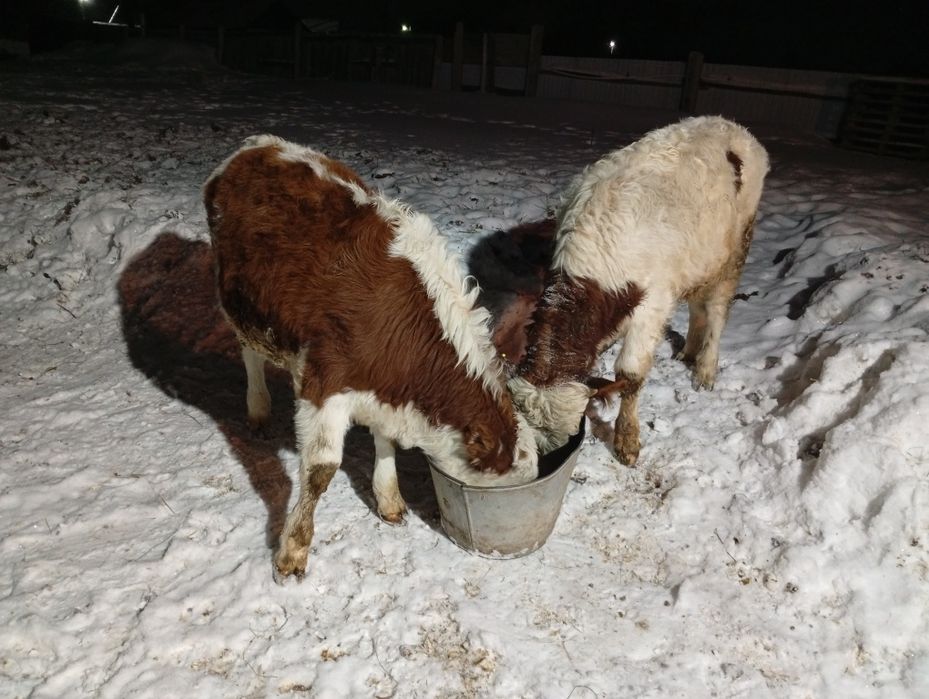 Продам крс бычок телачька