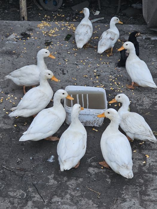 Vând rațe pitice olandeze