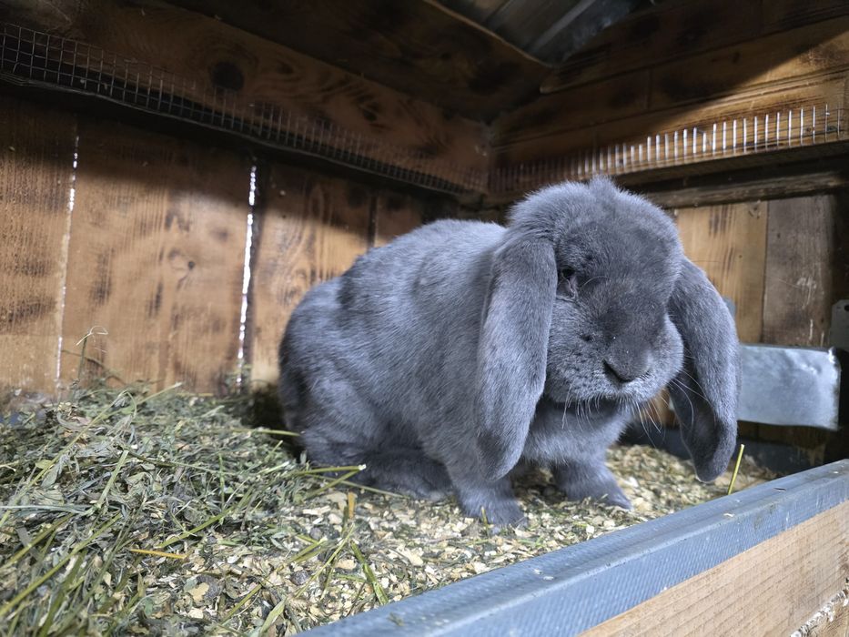 Femela berbec german