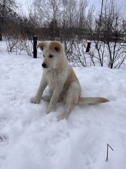 Отдадим щенка в добрые руки !!