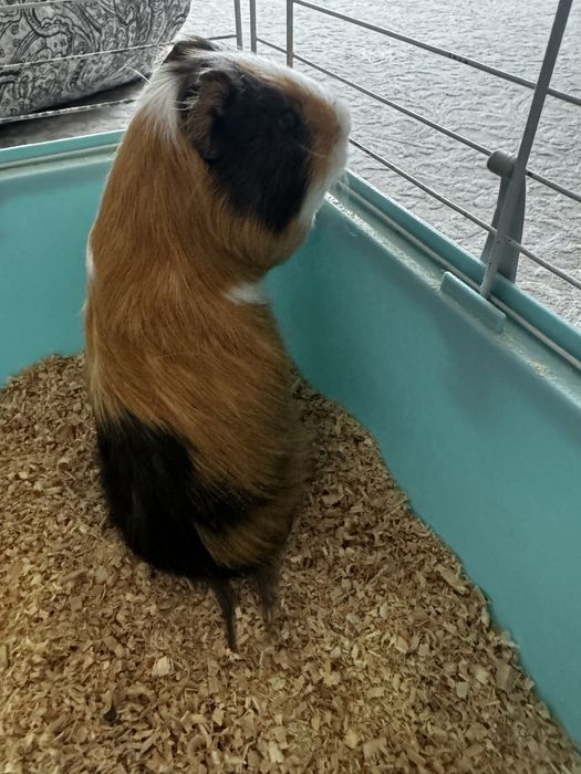 Продается Морская свинка