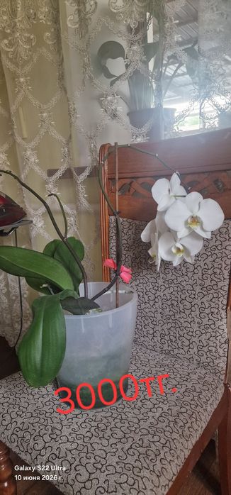 Продаются комнатные цветы.