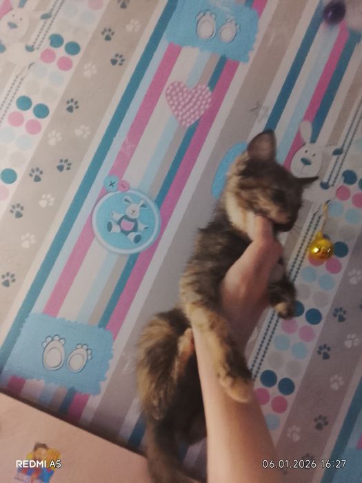 Кошка, трёх цветная