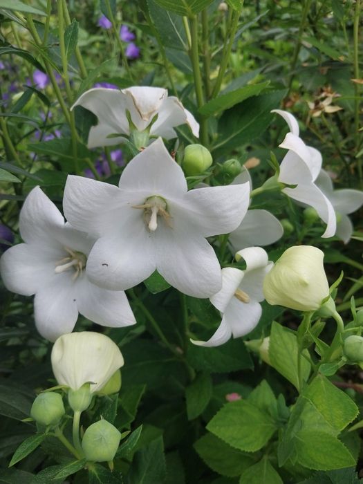 Продам садовые цветы