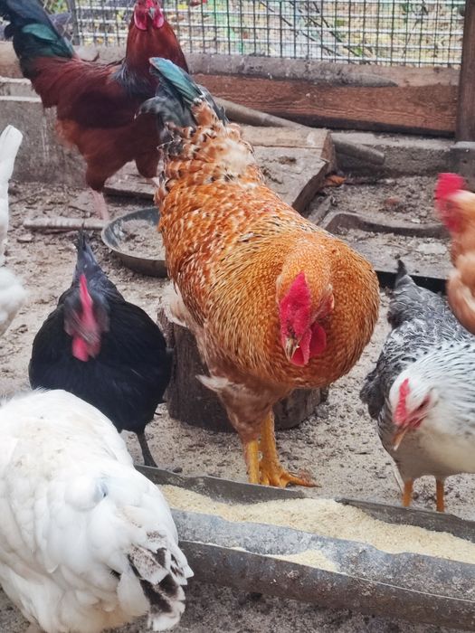 Vând doi cocoși, fără găini!