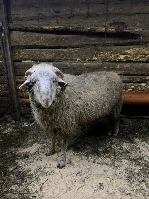 Vând berbecuț de 9 luni