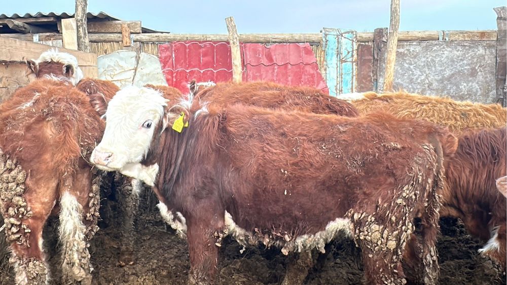 Откормде тұрған бұқалар сатылады