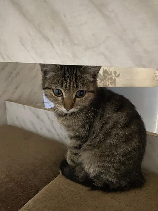 Котёнок девочка 2 мес