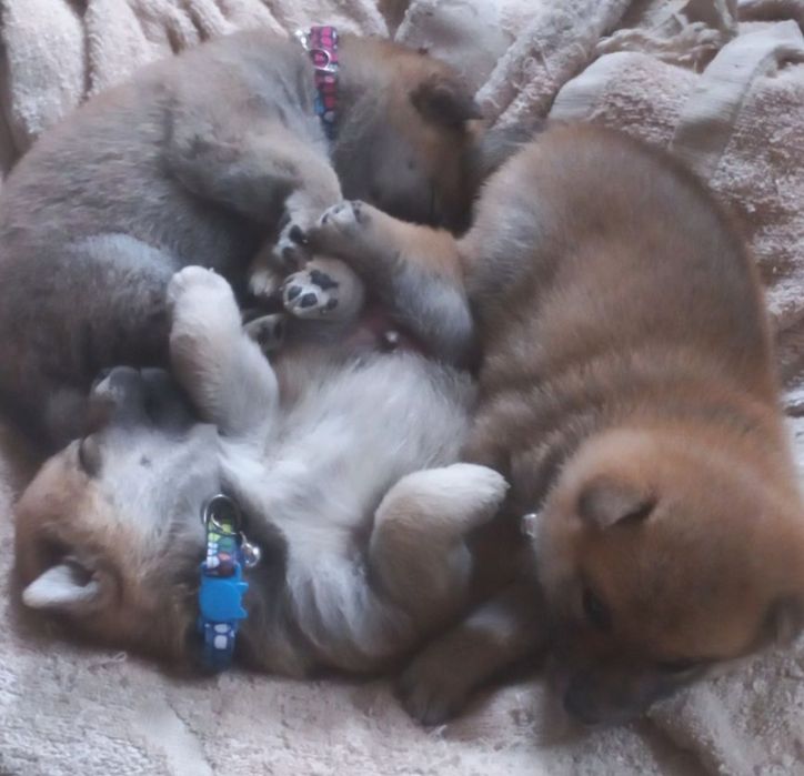 Готовятся к продаже сиба ину