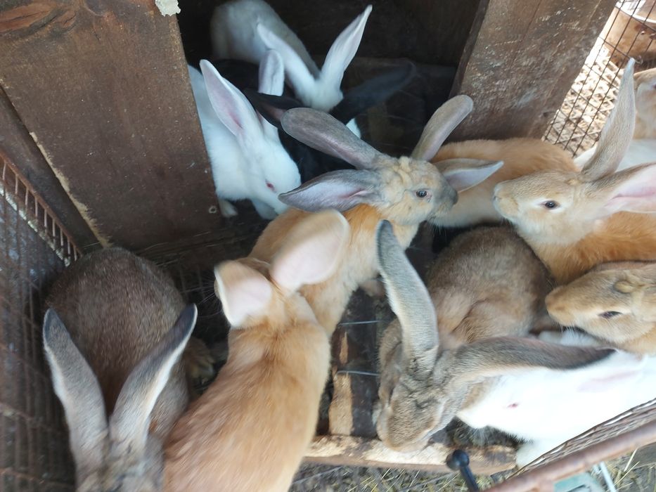 Iepuri , diferite vârste ( 11 luni, 3 luni , 1 luna )