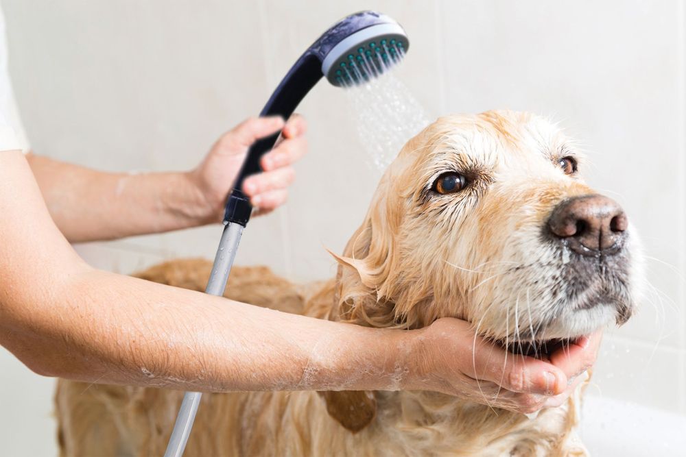 Dus camping 12V Streetwize, cablu Reincarcabil USB, portabil, furtun dus 1.8m, baterie 2200mAh, putere 2.5L/min