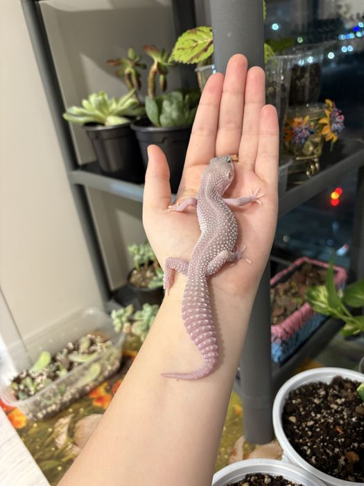 Эублефары разных морф