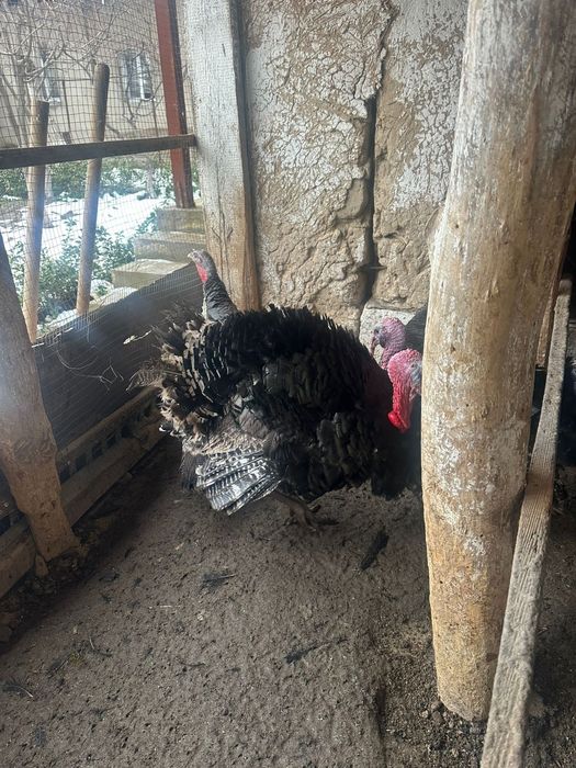 Продам индюк домашние