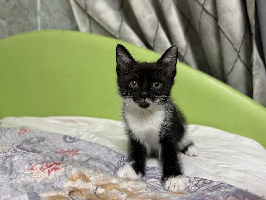 Отдам котят в хорошие руки