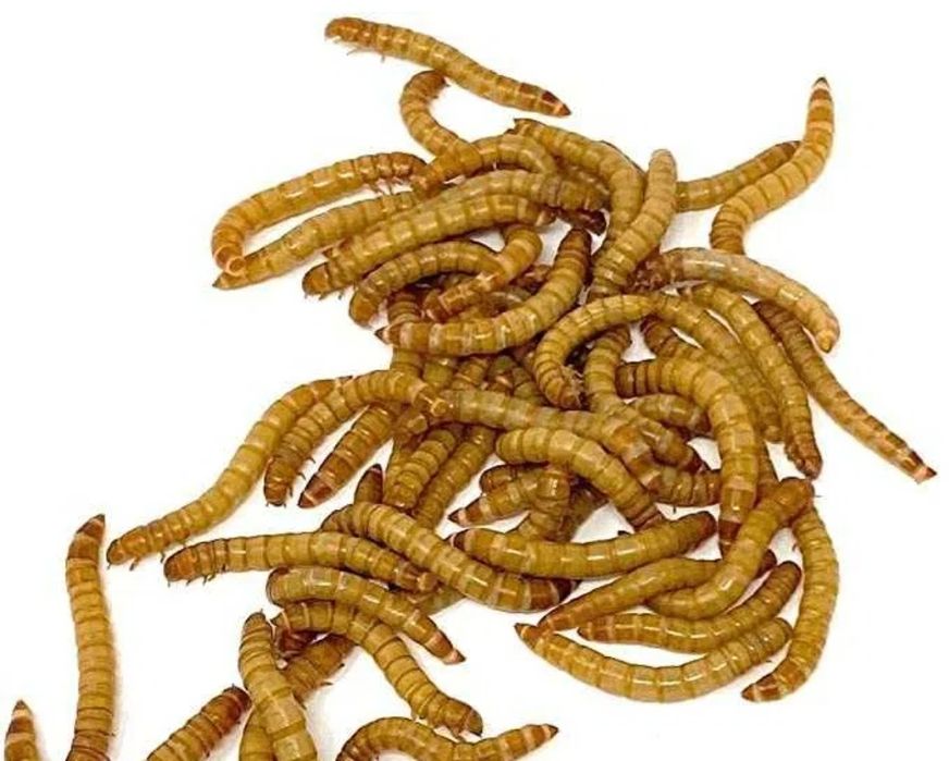 Viermi de făină, hrana vie pentru păsări, reptile, tarantule, hamsteri