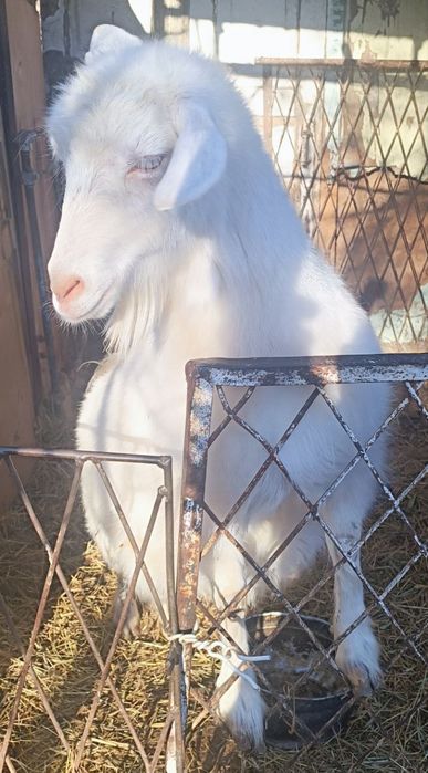 Эчки сотилади, жудаям юввош,
иштахаси аьло,