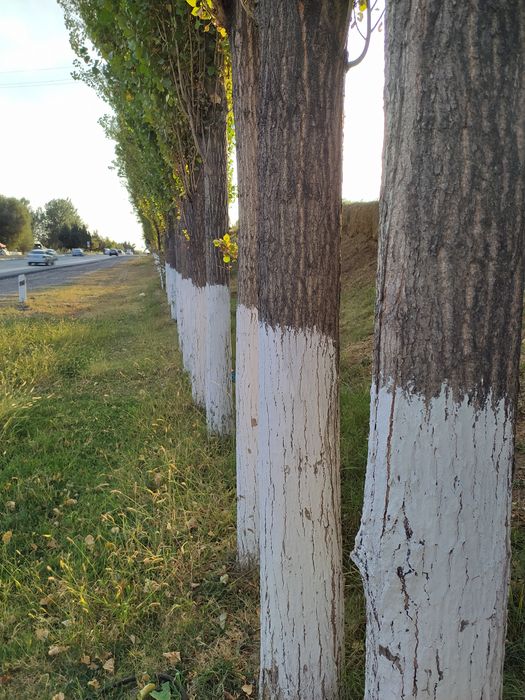 Terak optim sotiladi