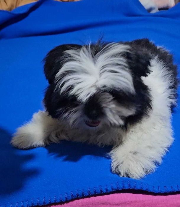 Fetita superba alb negru rasa shih tzu