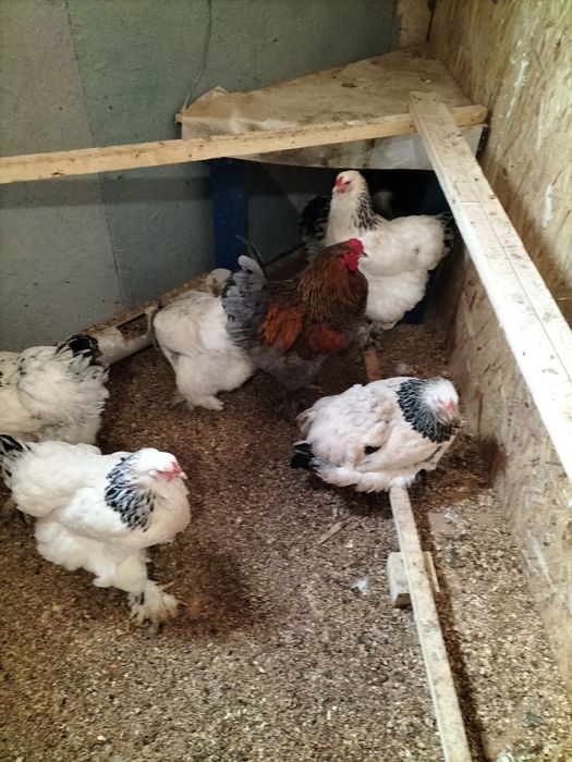 Продаю куры брама