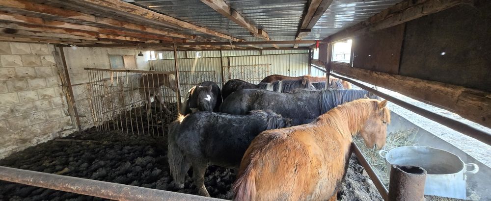 Продам лошадей 10 шт