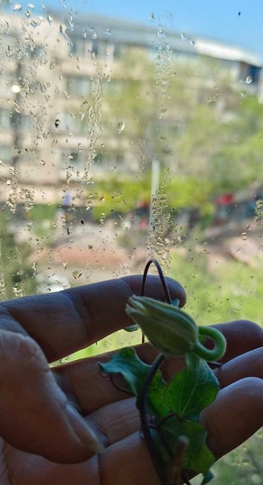 Клематис цветет сорт Crystal Fountain