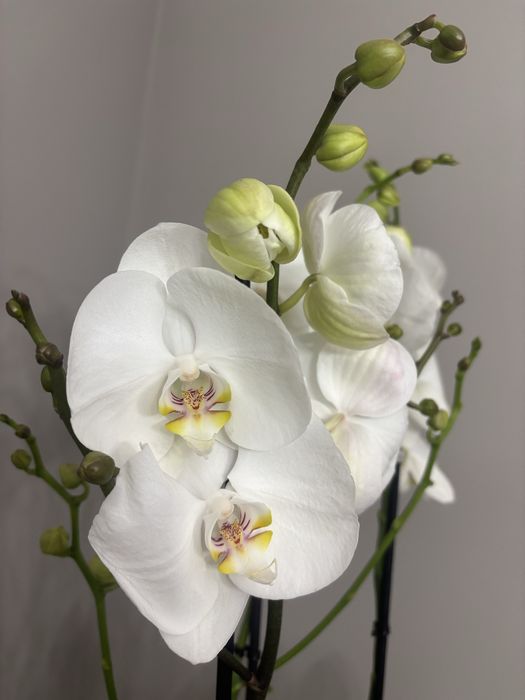 Орхидея, орхидеи! Высокие! На подарок!