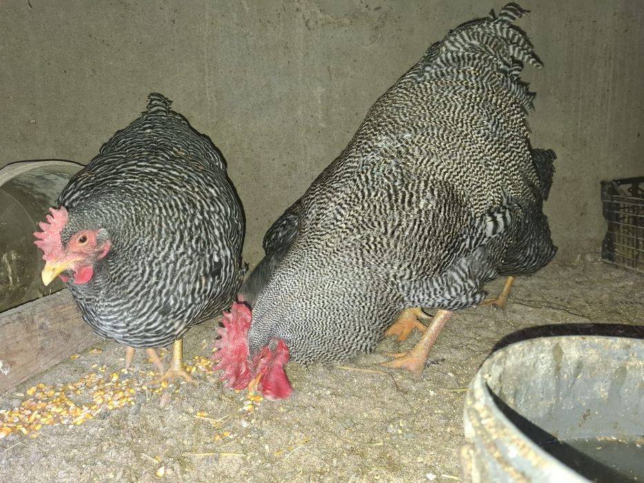 Plymouth rok barat vând sau schimb