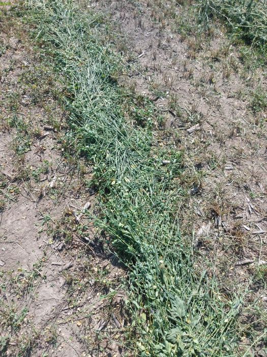 Lucerna coasa 2  , an 2026