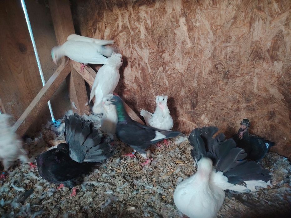 Desfiintez porumbei de rasă  pret foarte bun pentru toti