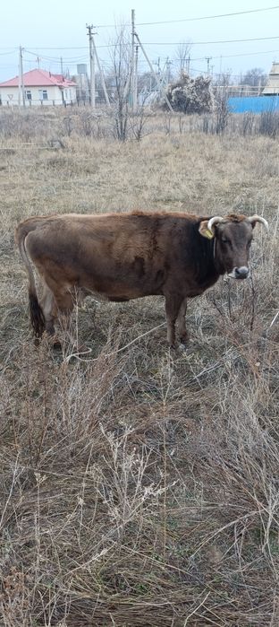 Ту сиырлар (коровы)