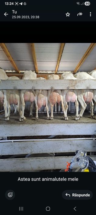 Vand capre si iedute saanen