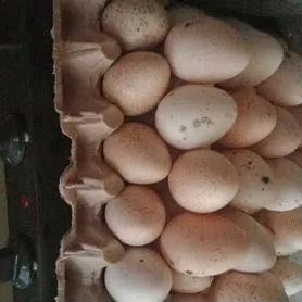 Яйца Индюк, Индюк тухуми