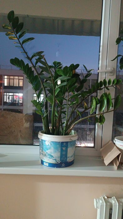 Денежное дерево, комнатные цветы