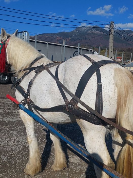 De vânzare iapa de 8 ani