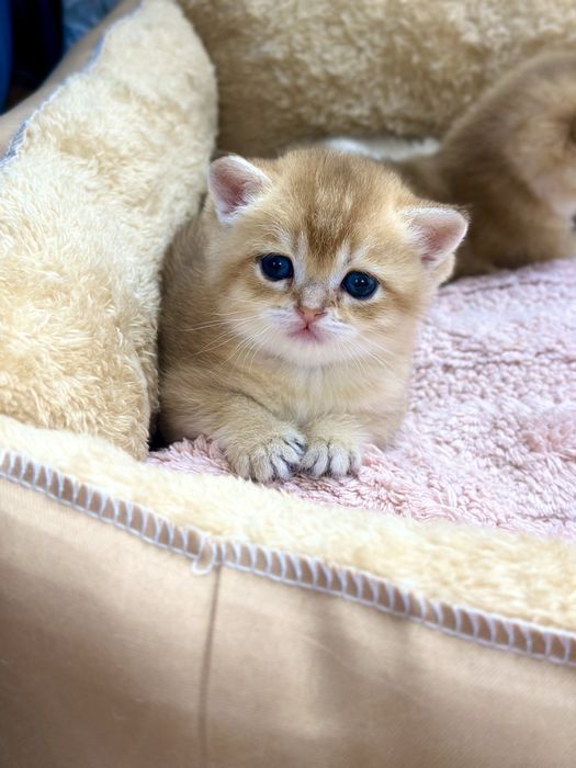 Продаются котята.