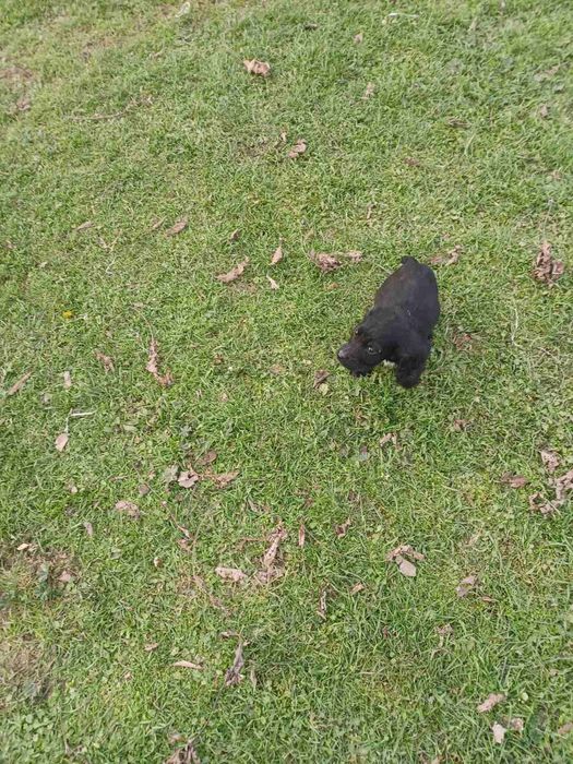 3 кученца курцхаар/кокер