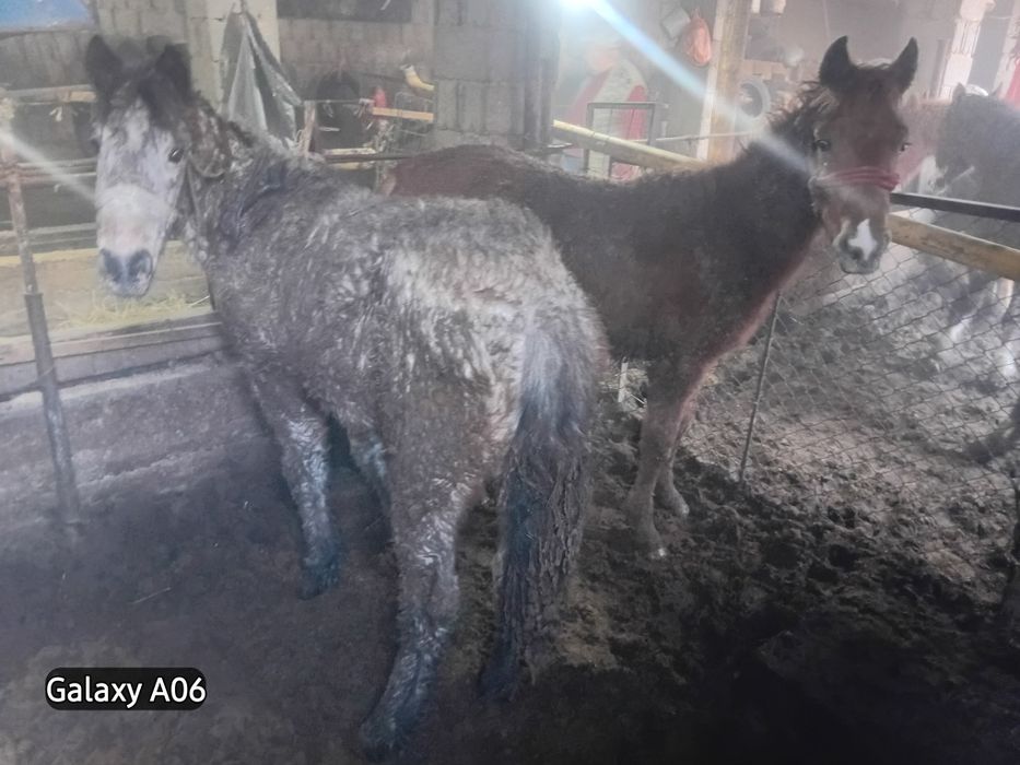 Тайлар сатылады 2 еркек 2 ургашы