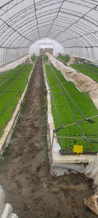 Разсад КРАСТАВИЦИ Тиквички, Пъпеш,Дини